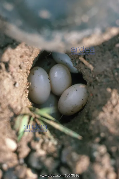 : Western Painted Turtle Eggs : Western Painted Turtle Eggs