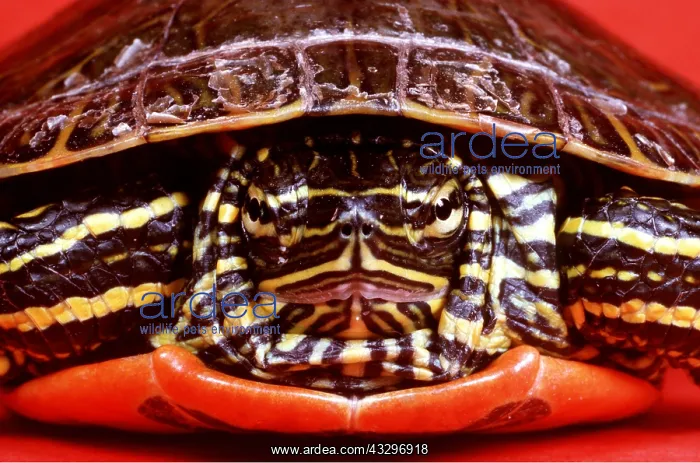 : Western Painted Turtle - head on, close up : Western Painted Turtle - head on, close up