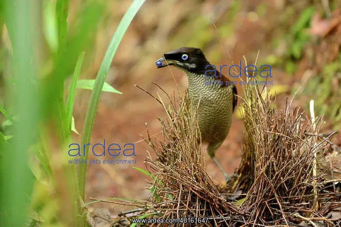 : Western Parotia : Western Parotia
