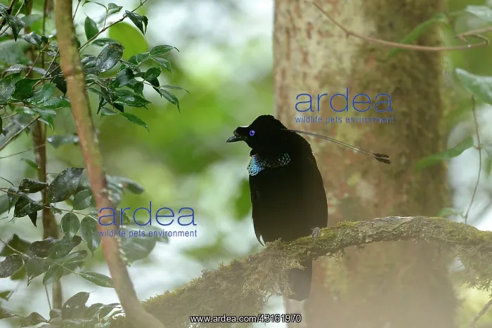 : Western Parotia : Western Parotia
