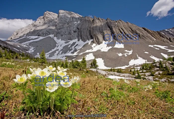 : Western Pasque-flower / Western Anemone in the : Western Pasque-flower / Western Anemone in the