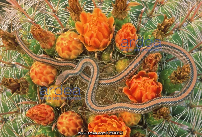 : Western Patch-nosed Snake - on Barrel Cactus : Western Patch-nosed Snake - on Barrel Cactus