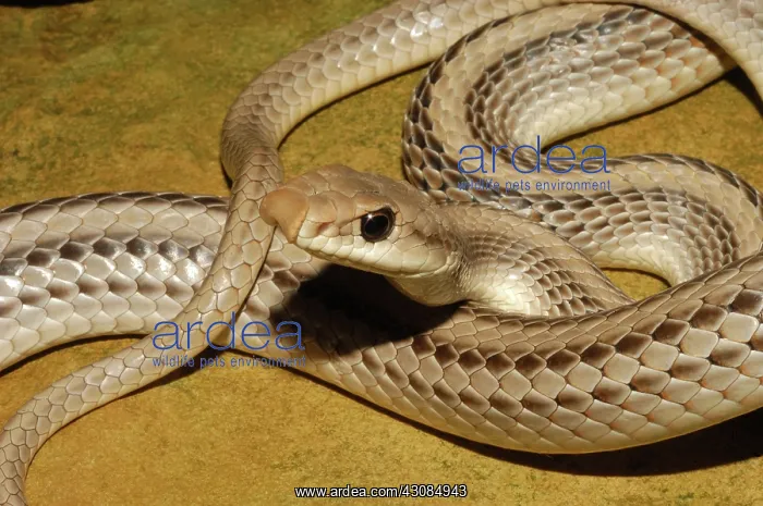 : Western Patchnose Snake : Western Patchnose Snake