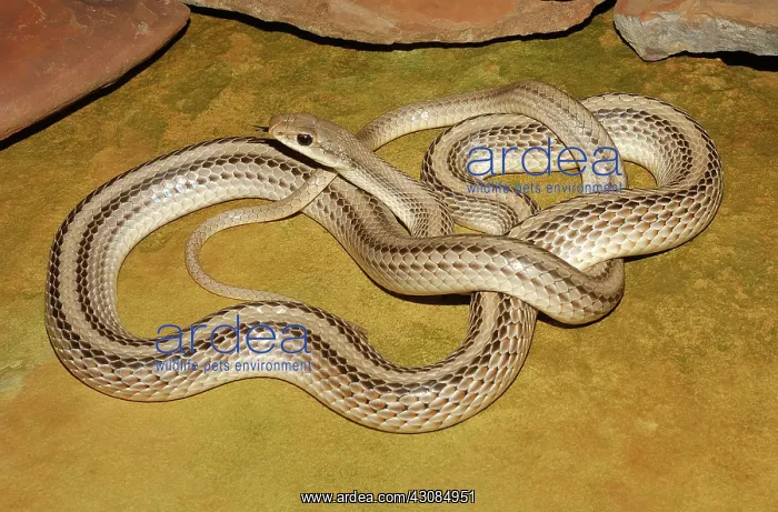 : Western Patchnose Snake : Western Patchnose Snake