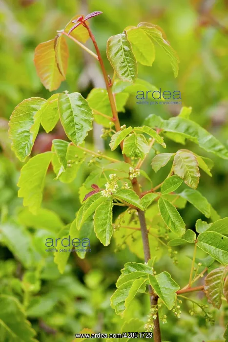 : Western Poison-Oak (Pacific Poison-oak) - in flower : Western Poison-Oak (Pacific Poison-oak) - in flower