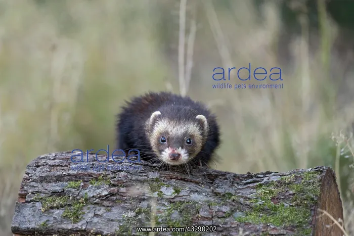 : Western Polecat (Mustela putorius) adult, climbing : Western Polecat (Mustela putorius) adult, climbing