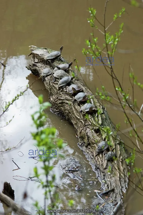 : Western Pond Turtles : Western Pond Turtles