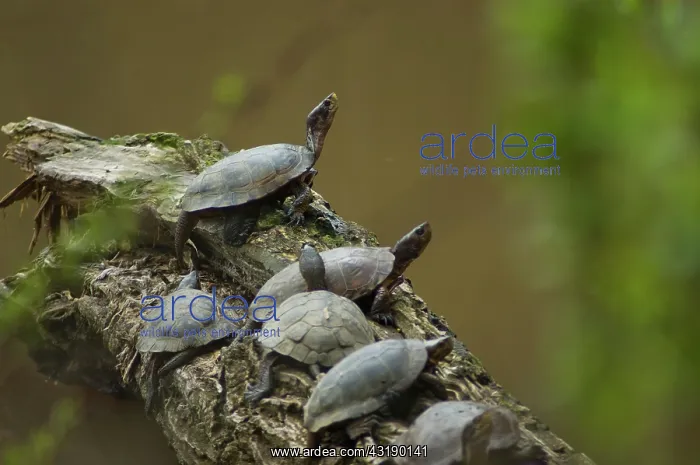 : Western Pond Turtles : Western Pond Turtles