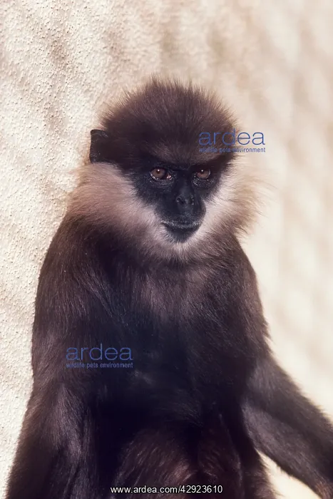 : Western Purple-faced Langur : Western Purple-faced Langur