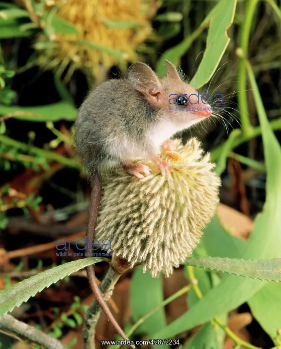 : Western Pygmy Possum - on banksia : Western Pygmy Possum - on banksia