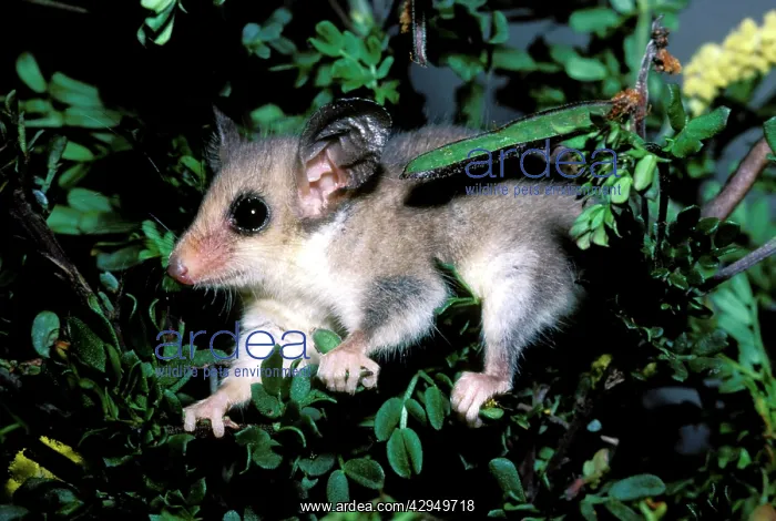 : Western pygmy possum (Mundarda) (Cercartetus concinnus) : Western pygmy possum (Mundarda) (Cercartetus concinnus)