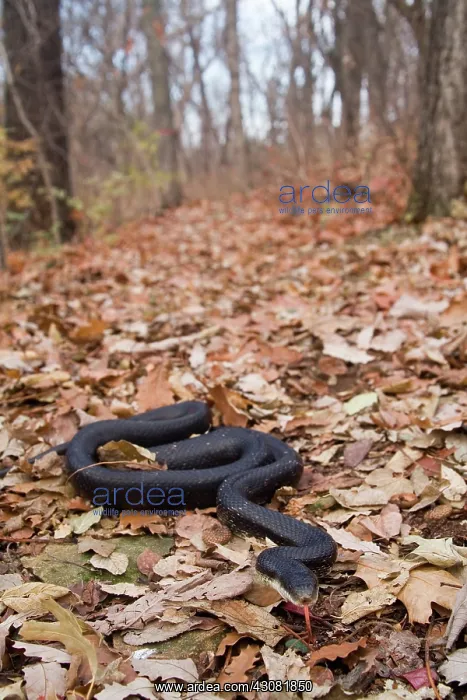: Western Rat Snake : Western Rat Snake