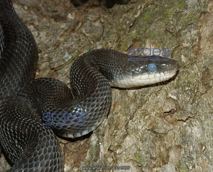 : Western Rat Snake : Western Rat Snake