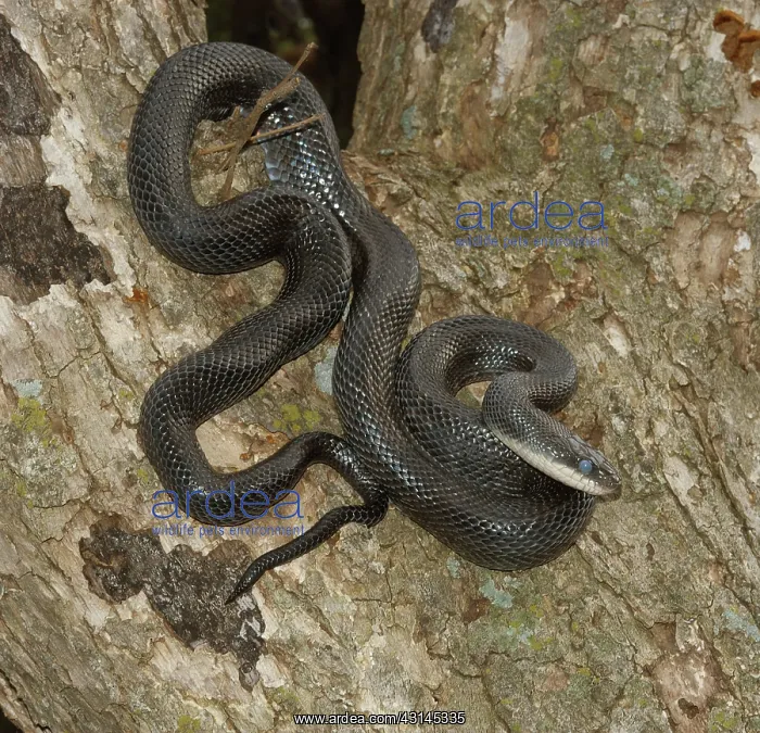 : Western Rat Snake : Western Rat Snake