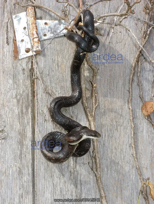 : Western Rat Snake : Western Rat Snake