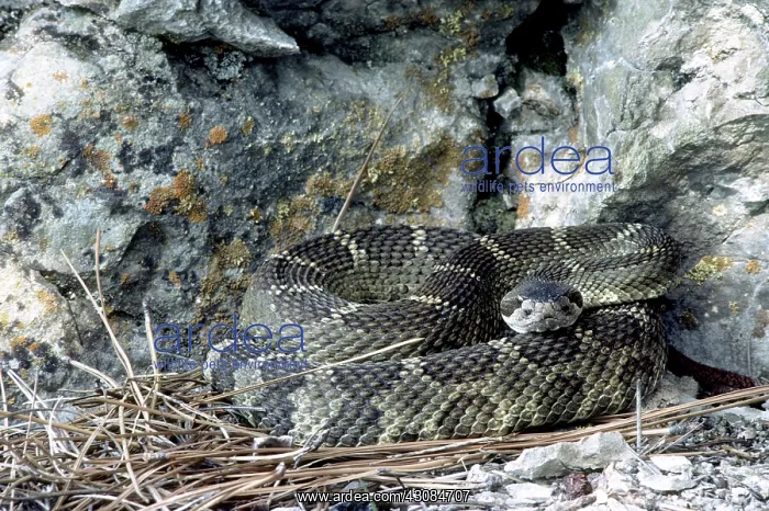 : Western Rattlesnake : Western Rattlesnake