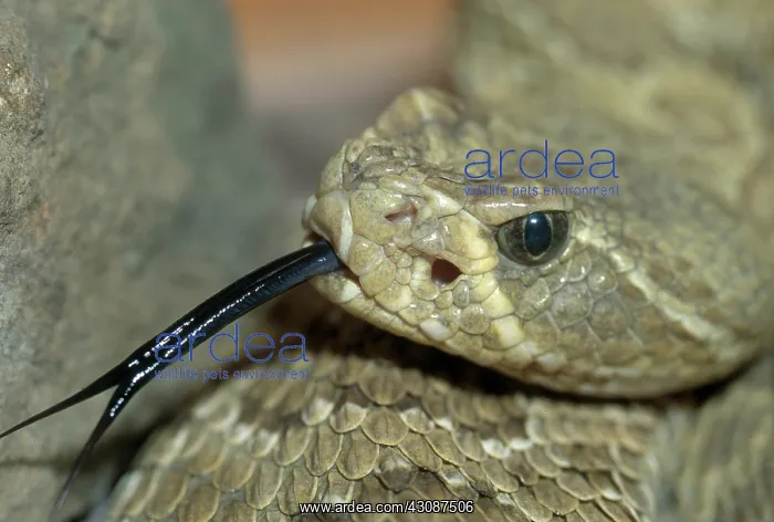 : Western Rattlesnake : Western Rattlesnake