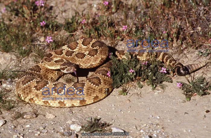 : WESTERN RATTLESNAKE : WESTERN RATTLESNAKE