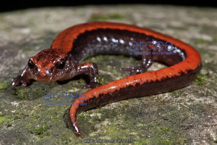 : Western Red-backed Salamander : Western Red-backed Salamander