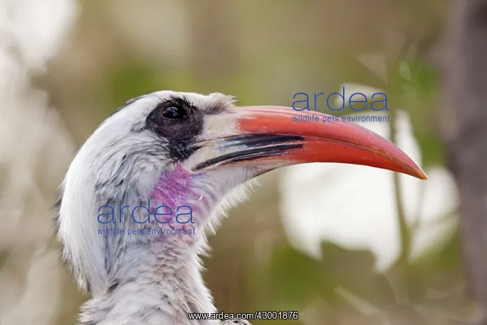 : Western Red-billed Hornbill : Western Red-billed Hornbill