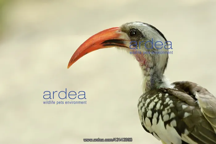 : Western Red-billed Hornbill : Western Red-billed Hornbill