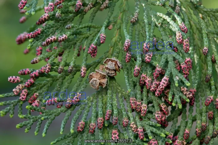 : Western Red cedar - leaf - male blooming : Western Red cedar - leaf - male blooming
