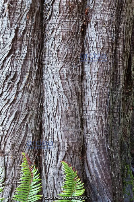: Western red cedar tree bark close-up. Sword ferns at base : Western red cedar tree bark close-up. Sword ferns at base