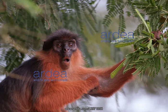 : Western Red Colobus Monkey - in tree : Western Red Colobus Monkey - in tree