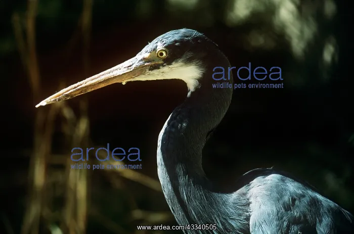 : Western reef-egret : Western reef-egret