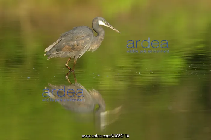 : Western Reef Heron : Western Reef Heron