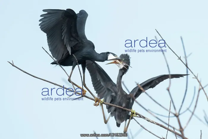 : Western Reef Heron : Western Reef Heron