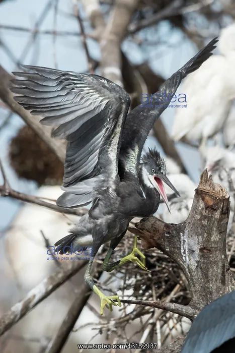 : Western Reef Heron : Western Reef Heron