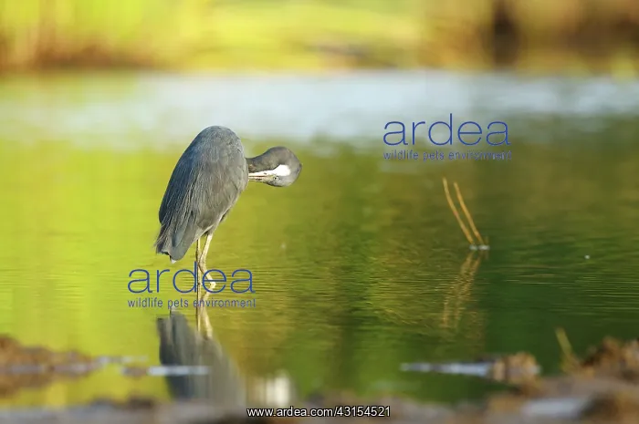 : Western Reef Heron : Western Reef Heron