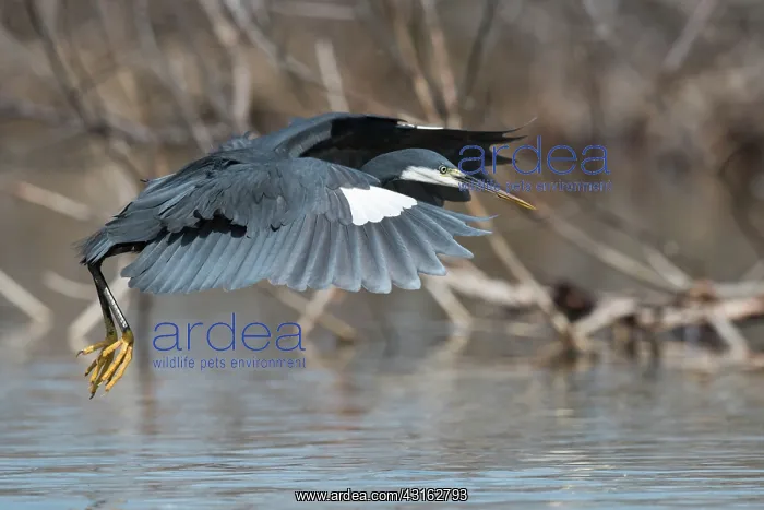 : Western Reef Heron : Western Reef Heron