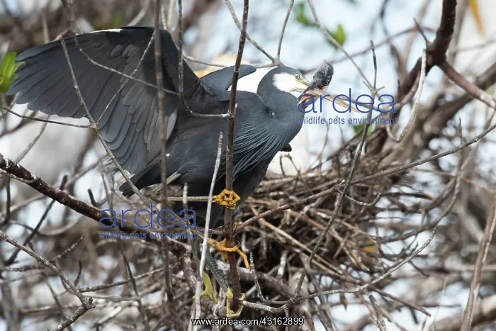 : Western Reef Heron : Western Reef Heron