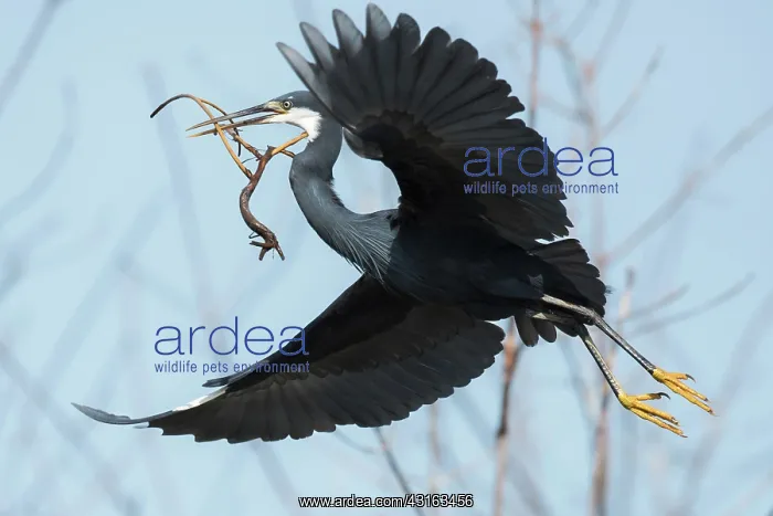  : Western Reef Heron