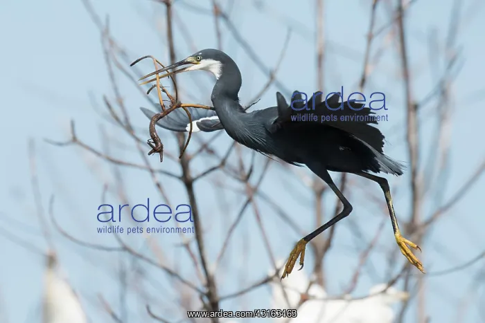  : Western Reef Heron