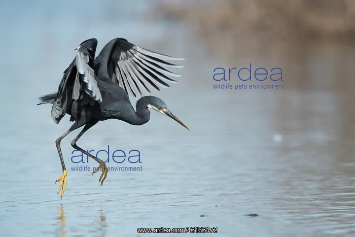: Western Reef Heron : Western Reef Heron