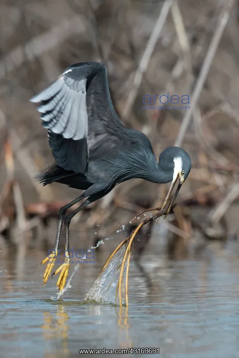 : Western Reef Heron : Western Reef Heron