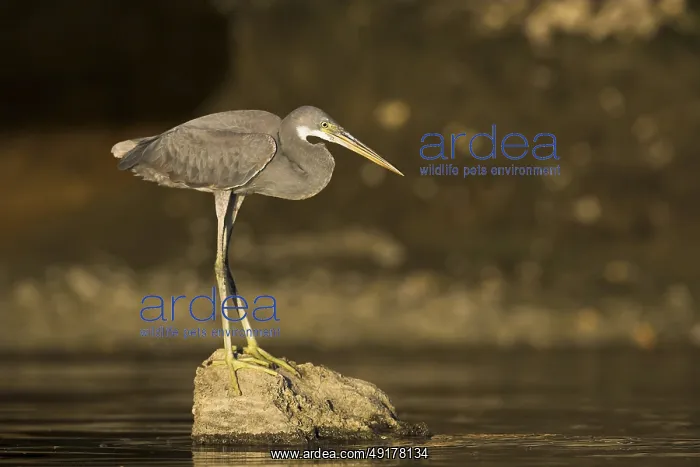 : Western Reef Heron (Egretta gularis), Oman : Western Reef Heron (Egretta gularis), Oman