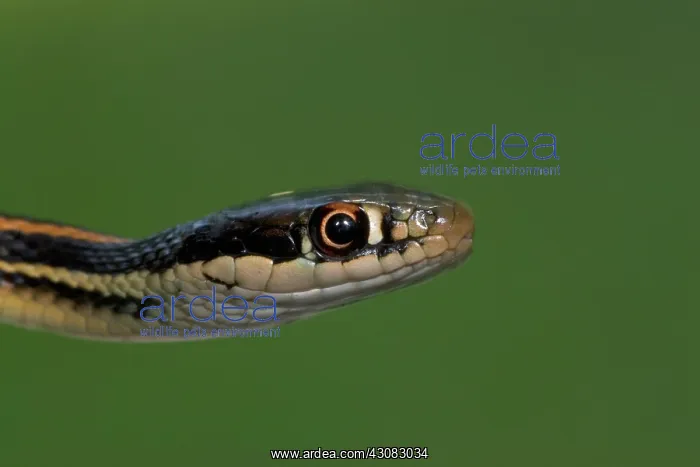  : Western Ribbon Snake