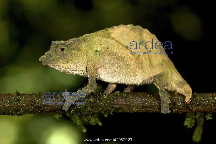 : Western Rift Dwarf Chameleon - adult male : Western Rift Dwarf Chameleon - adult male