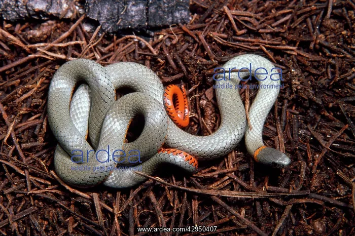 : Western Ring-necked Snake : Western Ring-necked Snake