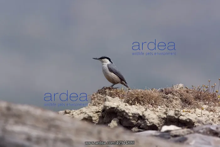 : Western Rock Nuthatch : Western Rock Nuthatch