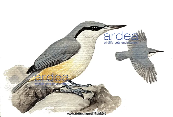 : Western Rock-Nuthatch : Western Rock-Nuthatch