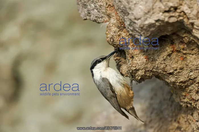 : Western Rock Nuthatch (Sitta neumayer) hanging at : Western Rock Nuthatch (Sitta neumayer) hanging at