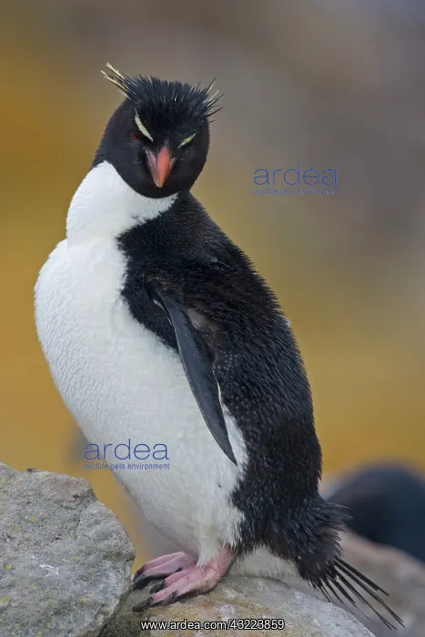 : Western Rockhopper Penguin (Eudyptes chrysocome) : Western Rockhopper Penguin (Eudyptes chrysocome)