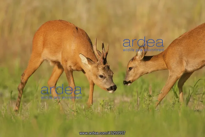 : Western Roe Deer (Capreolus capreolus) adult pair : Western Roe Deer (Capreolus capreolus) adult pair