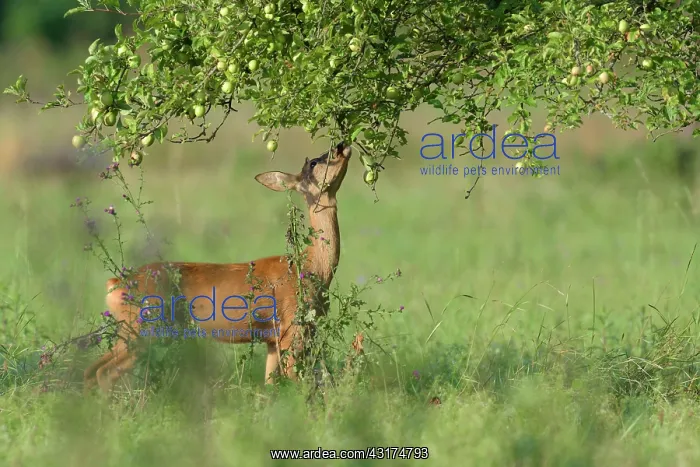 : Western Roe Deer (Capreolus capreolus) under Apple : Western Roe Deer (Capreolus capreolus) under Apple