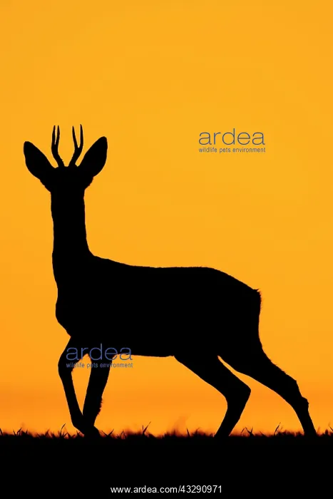 : Western Roe Deer (Capreolus capreolus) buck, standing : Western Roe Deer (Capreolus capreolus) buck, standing